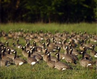 Goose Flock